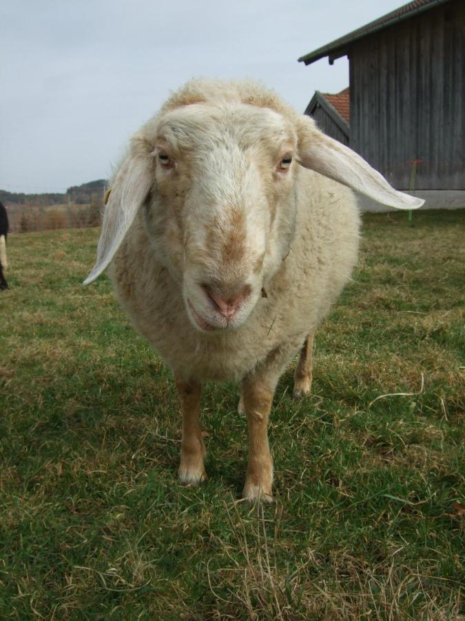 Agelbauer Lejlighed Irschenberg Eksteriør billede